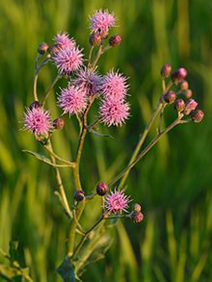 Åkertistel-220px-Cirsium_arvense