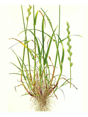 lolpe-ray-grass-anglais-adu